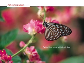 Butterflies taste with their feet DID YOU KNOW ….. 