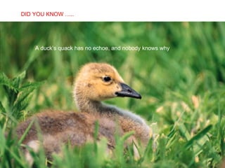 A duck’s quack has no echoe, and nobody knows why DID YOU KNOW ….. 