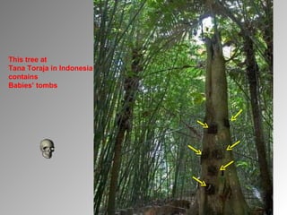 This tree at  Tana Toraja in Indonesia   contains  Babies’ tombs 