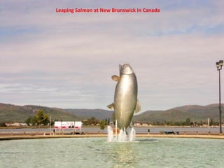Leaping Salmon at New Brunswick in Canada
 