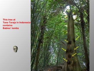 This tree at
Tana Toraja in Indonesia
contains
Babies’ tombs
 