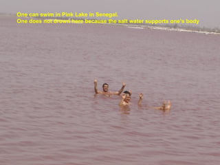 One can swim in Pink Lake in Senegal.
One does not drown here because the salt water supports one’s body
 