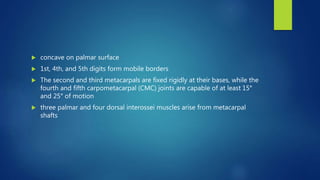  concave on palmar surface
 1st, 4th, and 5th digits form mobile borders
 The second and third metacarpals are fixed rigidly at their bases, while the
fourth and fifth carpometacarpal (CMC) joints are capable of at least 15°
and 25° of motion
 three palmar and four dorsal interossei muscles arise from metacarpal
shafts
 