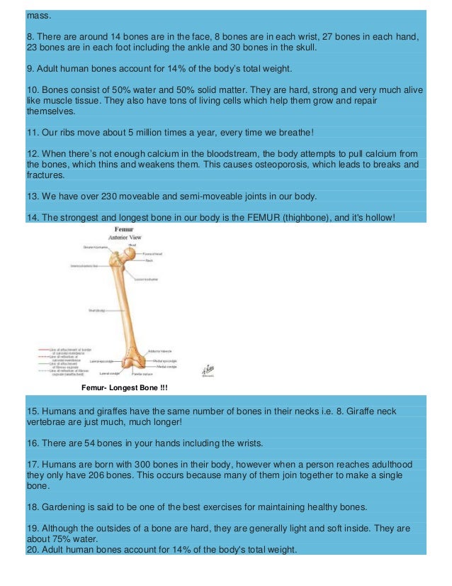 Interesting facts about bones