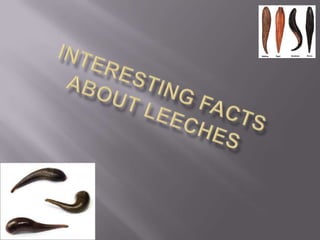 Interesting facts about leeches