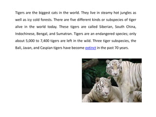 Interesting Facts About Tigers | PPTX