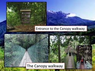Entrance to the Canopy walkway
The Canopy walkway
 