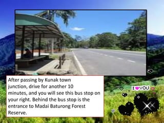 After passing by Kunak town
junction, drive for another 10
minutes, and you will see this bus stop on
your right. Behind the bus stop is the
entrance to Madai Baturong Forest
Reserve.
 