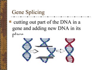 Interesting Facts about Genetics | PPT