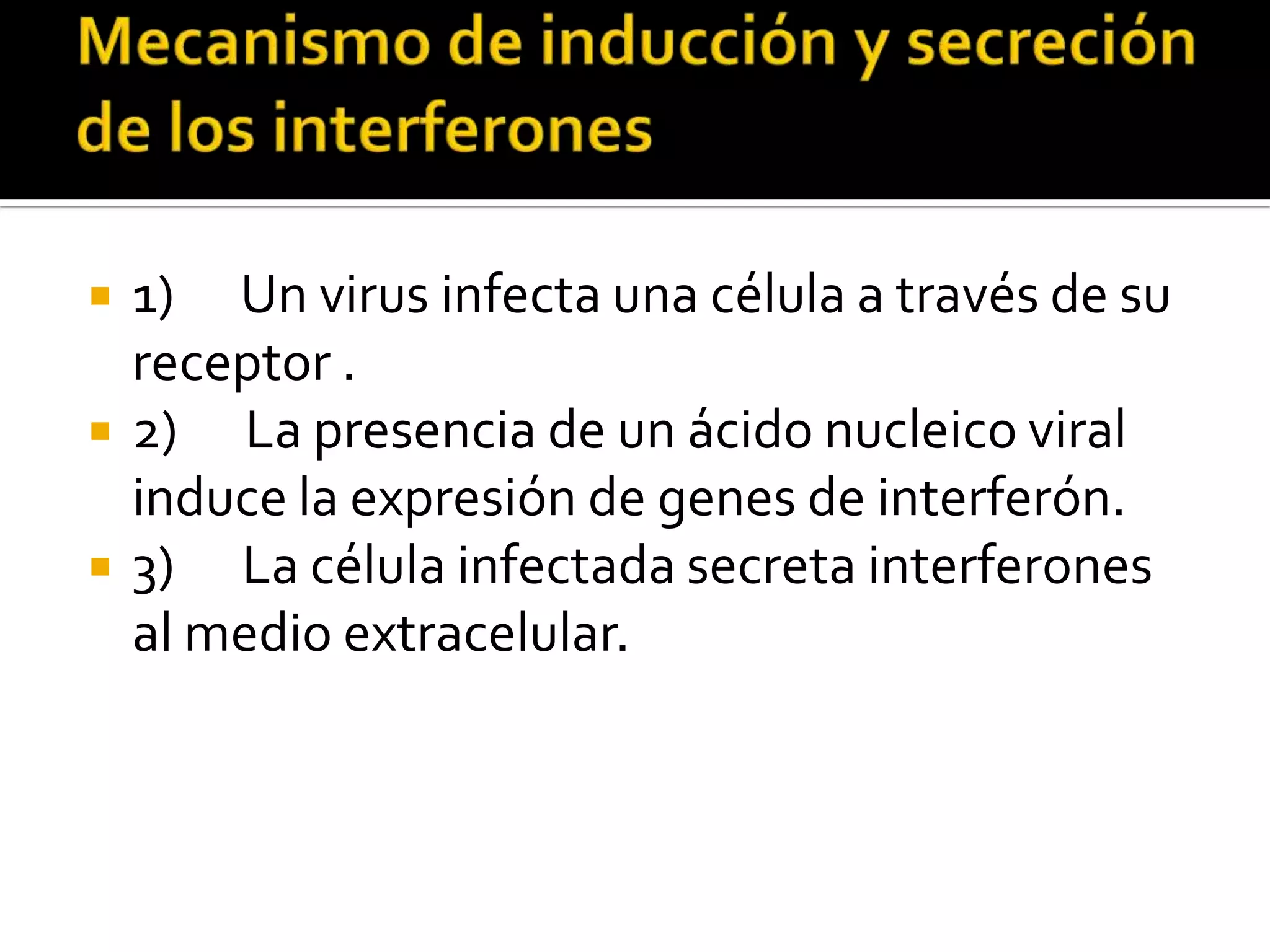    1) Un virus infecta una célula a través de su
    receptor .
   2) La presencia de un ácido nucleico viral
    induce la expresión de genes de interferón.
   3) La célula infectada secreta interferones
    al medio extracelular.
 