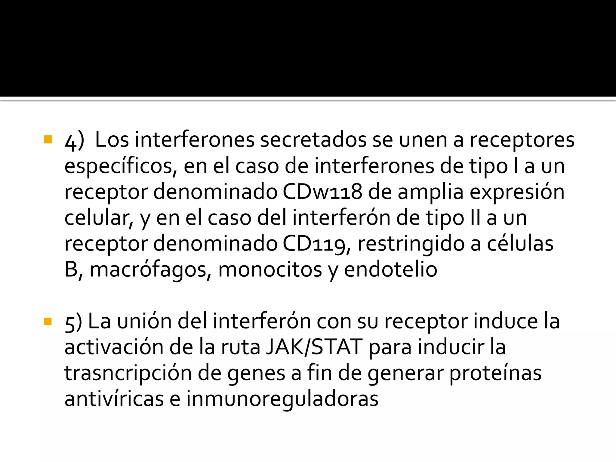    4) Los interferones secretados se unen a receptores
    específicos, en el caso de interferones de tipo I a un
    receptor denominado CDw118 de amplia expresión
    celular, y en el caso del interferón de tipo II a un
    receptor denominado CD119, restringido a células
    B, macrófagos, monocitos y endotelio

   5) La unión del interferón con su receptor induce la
    activación de la ruta JAK/STAT para inducir la
    trasncripción de genes a fin de generar proteínas
    antivíricas e inmunoreguladoras
 
