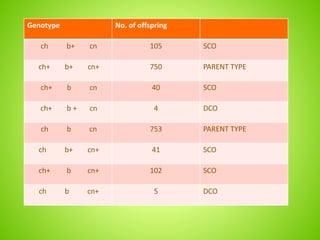 Genotype No. of offspring
ch b+ cn 105 SCO
ch+ b+ cn+ 750 PARENT TYPE
ch+ b cn 40 SCO
ch+ b + cn 4 DCO
ch b cn 753 PARENT TYPE
ch b+ cn+ 41 SCO
ch+ b cn+ 102 SCO
ch b cn+ 5 DCO
 