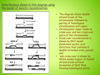 • The diagram shows double
strand break of the
chromosome followed by
pairing of homologous
chromosomes and repair.
• Chromosomal repair leads to
cross over and non cross over
pairs of the chromosome.
• Cross over recombination is
shown by DHJ model
(branched nucleic acid
structure that contains 4
double stranded arms joined)
and
• non cross over is shown by
SDSA model (repair of double
strand break without
formation of DHJ thus
forming homologous pairs).
Interference shown in this diagram using
the model of meiotic recombination.
 