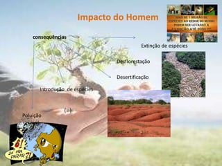 Destruição de ecossistemas 