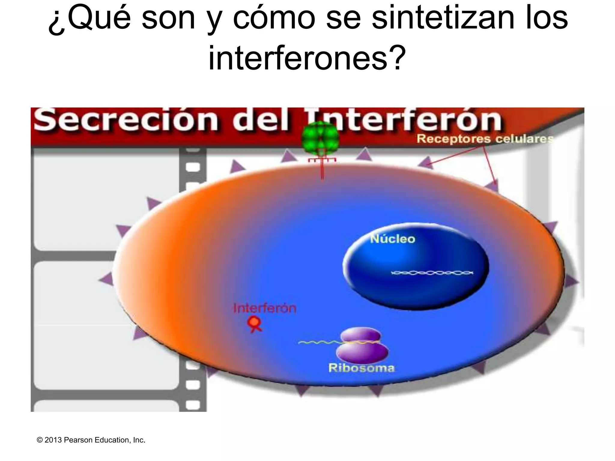 ¿Qué son y cómo se sintetizan los
interferones?
© 2013 Pearson Education, Inc.
 