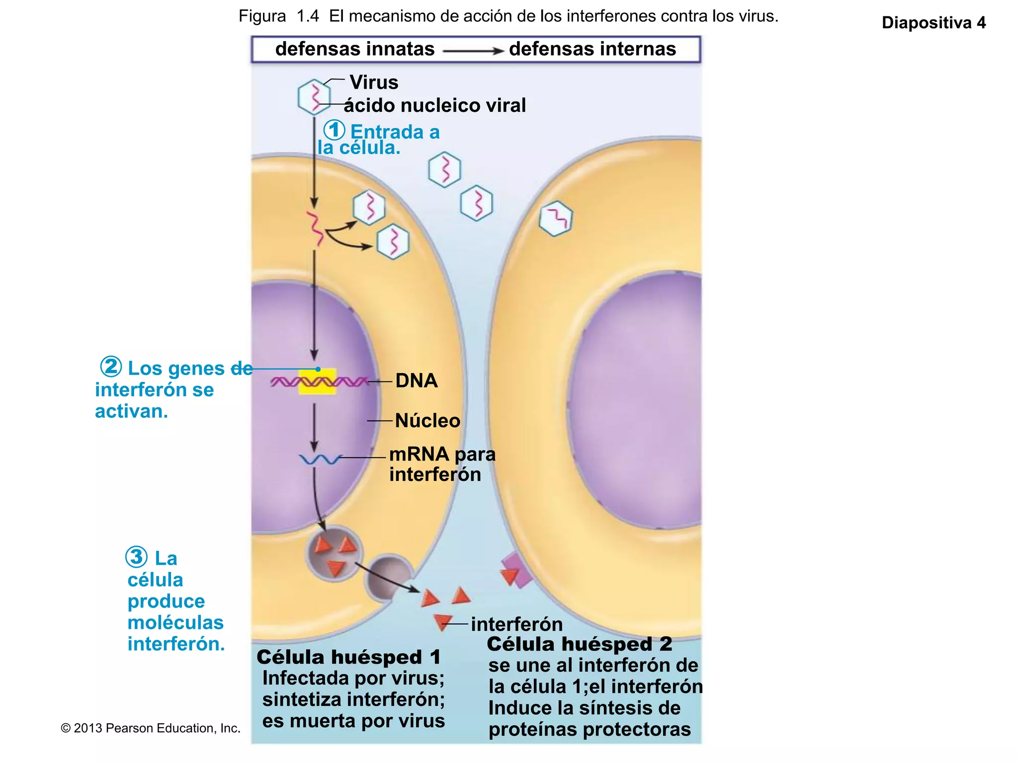 © 2013 Pearson Education, Inc.
Figura 1.4 El mecanismo de acción de los interferones contra los virus. Diapositiva 4
defensas innatas defensas internas
Virus
ácido nucleico viral
Los genes de
interferón se
activan.
DNA
Núcleo
mRNA para
interferón
La
célula
produce
moléculas
interferón.
interferón
Célula huésped 1
Célula huésped 2
Infectada por virus;
sintetiza interferón;
es muerta por virus
se une al interferón de
la célula 1;el interferón
Induce la síntesis de
proteínas protectoras
Entrada a
la célula.
1
2
3
 