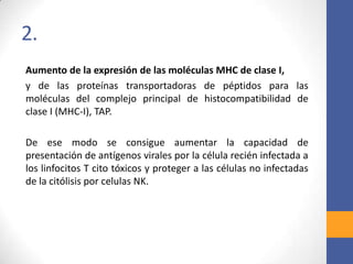 2.
Aumento de la expresión de las moléculas MHC de clase I,
y de las proteínas transportadoras de péptidos para las
moléculas del complejo principal de histocompatibilidad de
clase I (MHC-I), TAP.
De ese modo se consigue aumentar la capacidad de
presentación de antígenos virales por la célula recién infectada a
los linfocitos T cito tóxicos y proteger a las células no infectadas
de la citólisis por celulas NK.
 