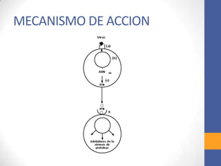 MECANISMO DE ACCION
 