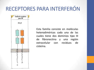 RECEPTORES PARA INTERFERÓN
Esta familia consiste en moléculas
heterodiméricas cada una de las
cuales tiene dos dominios tipo III
de fibronectina y una región
extracelular con residuos de
cisteína.
 