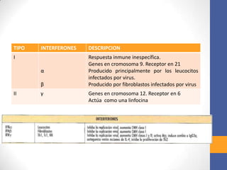 TIPO INTERFERONES DESCRIPCION
I
α
β
Respuesta inmune inespecífica.
Genes en cromosoma 9. Receptor en 21
Producido principalmente por los leucocitos
infectados por virus.
Producido por fibroblastos infectados por virus
II γ Genes en cromosoma 12. Receptor en 6
Actúa como una linfocina
 