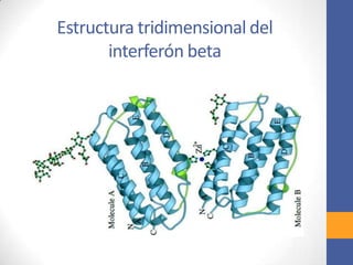 Estructura tridimensional del
interferón beta
 