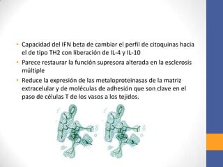 • Capacidad del IFN beta de cambiar el perfil de citoquinas hacia
el de tipo TH2 con liberación de IL-4 y IL-10
• Parece restaurar la función supresora alterada en la esclerosis
múltiple
• Reduce la expresión de las metaloproteinasas de la matriz
extracelular y de moléculas de adhesión que son clave en el
paso de células T de los vasos a los tejidos.
 
