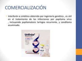 COMERCIALIZACIÓN
• Interferón α sintético obtenido por ingeniería genética , es útil
en el tratamiento de las infecciones por papiloma virus ,
incluyendo papilomatosis laríngea recurrente, y condiloma
acuminado.
 