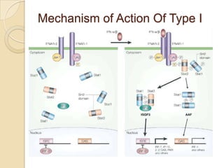 Mechanism of Action Of Type I

 