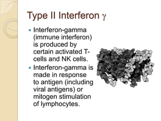Type II Interferon
Interferon-gamma
(immune interferon)
is produced by
certain activated Tcells and NK cells.
 Interferon-gamma is
made in response
to antigen (including
viral antigens) or
mitogen stimulation
of lymphocytes.


 