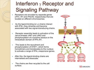Interferon Receptor and
Signaling Pathway


Receptors are encoded by separate genes
(IFN R1 and IFN R2, respectively) that are
located on different chromosomes.



As the ligand-binding (or ) chains interact
with IFN- they dimerise and become
associated with two signal-transducing chains.



Receptor assembly leads to activation of the
Janus kinases JAK1 and JAK2 and
phosphorylation of a tyrosine residue on the
intracellular domain of IFN- R1.



This leads to the recruitment and
phosphorylation of STAT1, which forms
homodimers and translocates to the nucleus
to activate a range of IFN- -responsive genes.



After this, the ligand-binding chains are
internalised and dissociate.



The chains are then recycled to the cell
surface.

 