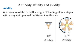 Interferring antibodies.pptx