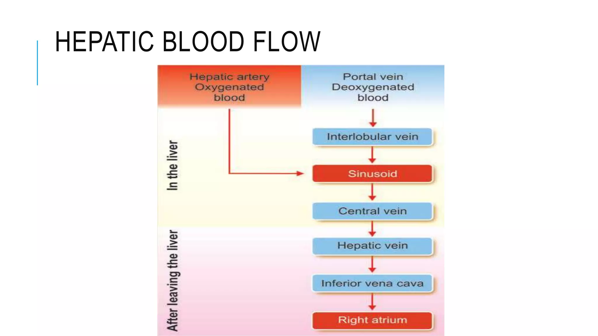 HEPATIC BLOOD FLOW
 