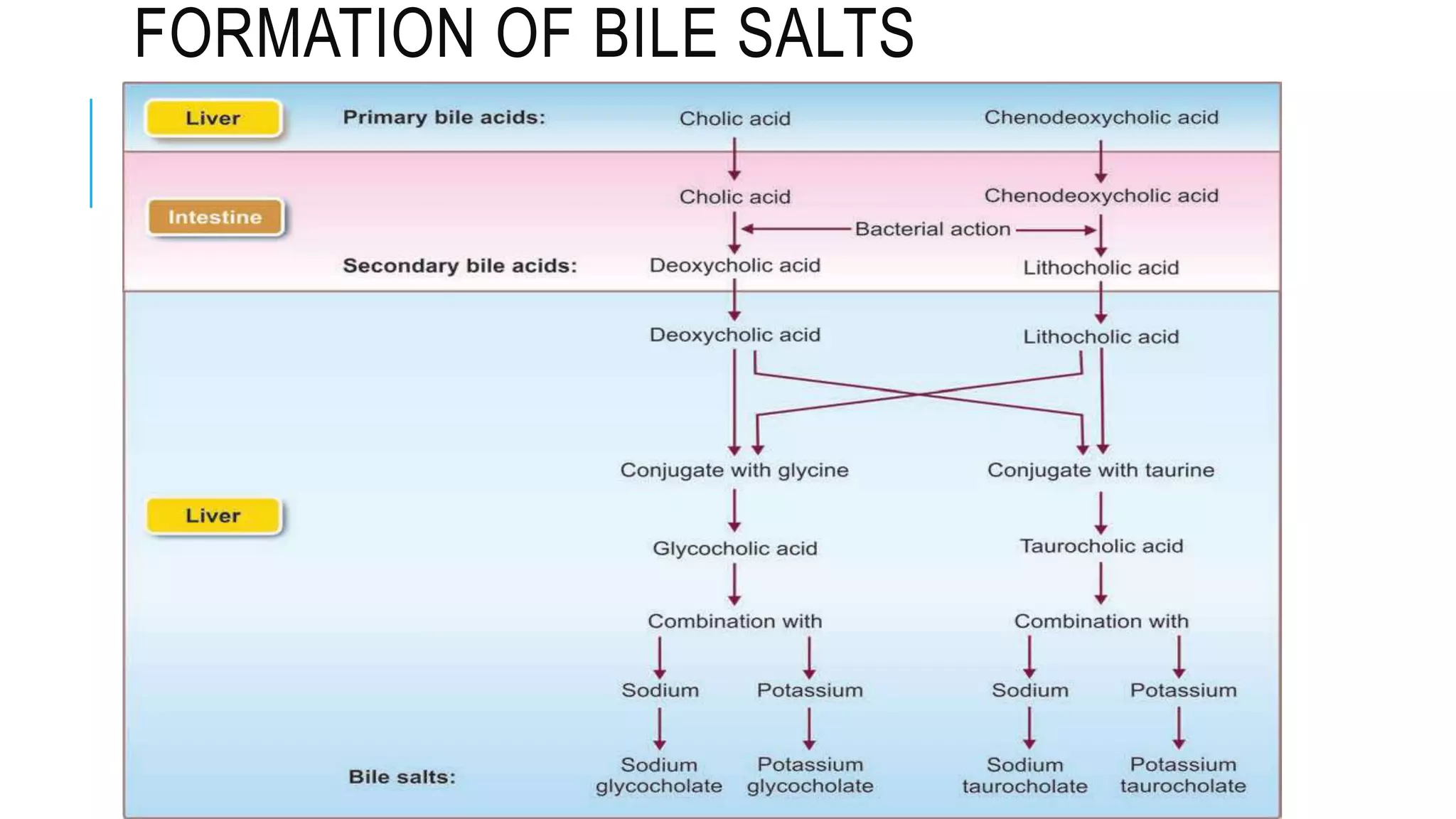 FORMATION OF BILE SALTS
 