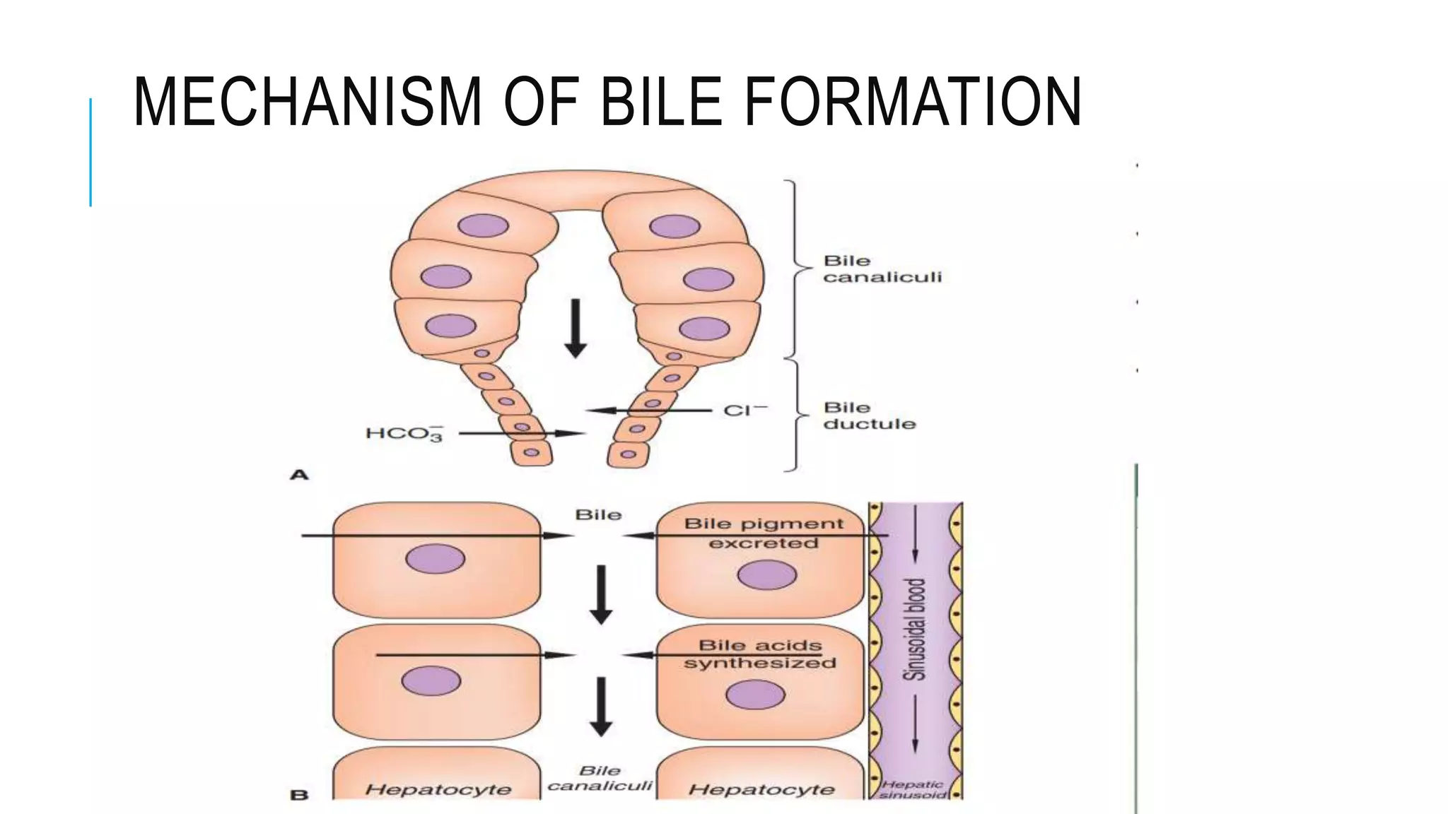 MECHANISM OF BILE FORMATION
 