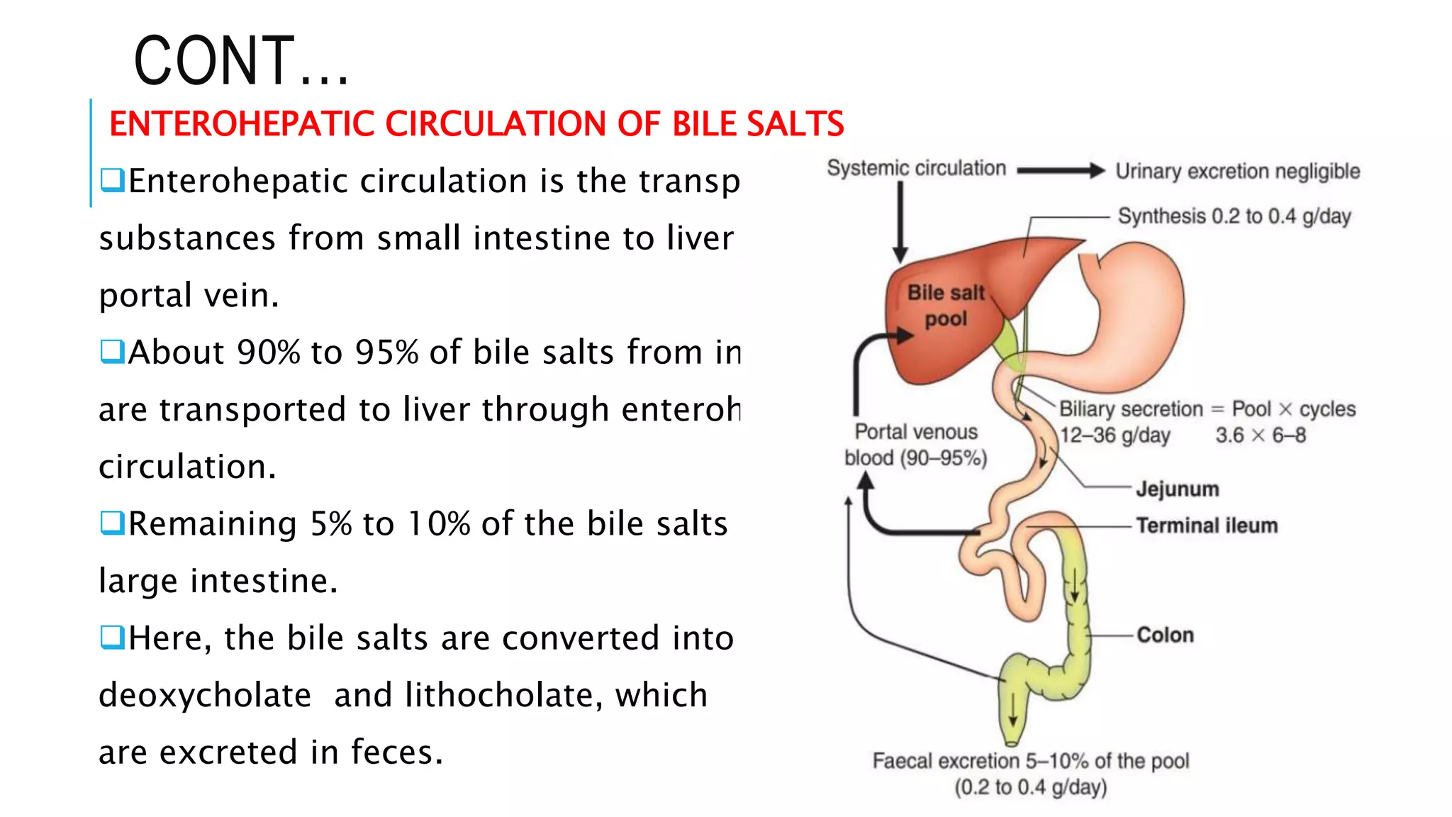CONT…
ENTEROHEPATIC CIRCULATION OF BILE SALTS
Enterohepatic circulation is the transport of
substances from small intestine to liver through
portal vein.
About 90% to 95% of bile salts from intestine
are transported to liver through enterohepatic
circulation.
Remaining 5% to 10% of the bile salts enter
large intestine.
Here, the bile salts are converted into
deoxycholate and lithocholate, which
are excreted in feces.
 