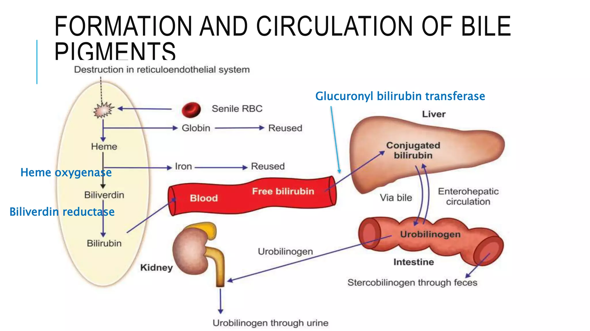 FORMATION AND CIRCULATION OF BILE
PIGMENTS
Heme oxygenase
Glucuronyl bilirubin transferase
Biliverdin reductase
 