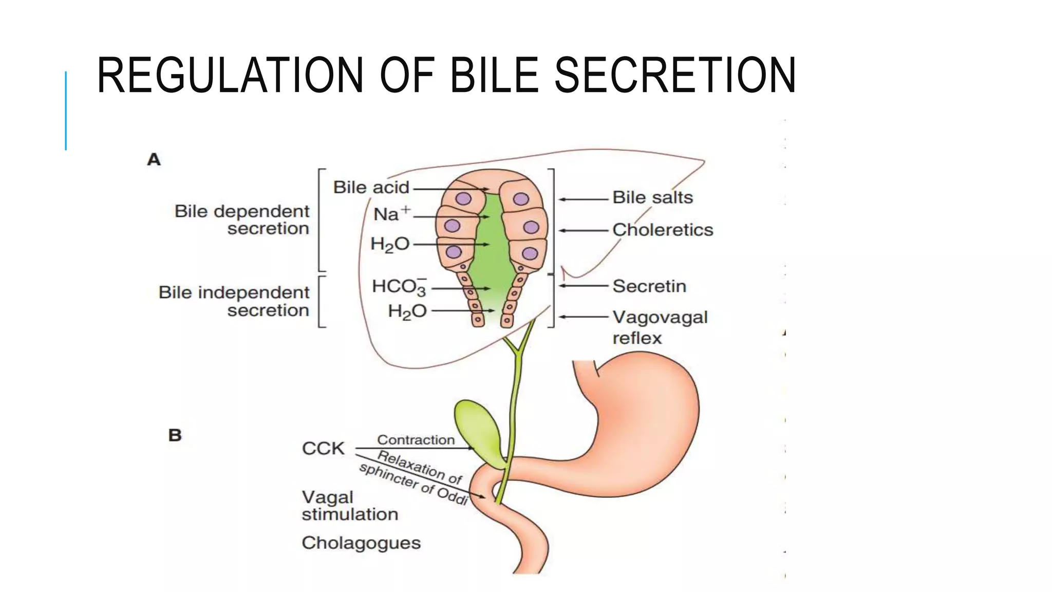 REGULATION OF BILE SECRETION
 