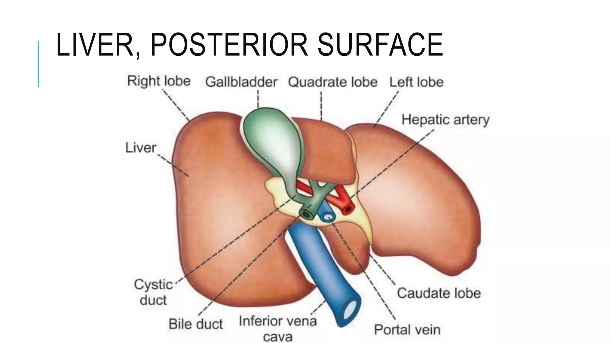 LIVER, POSTERIOR SURFACE
 