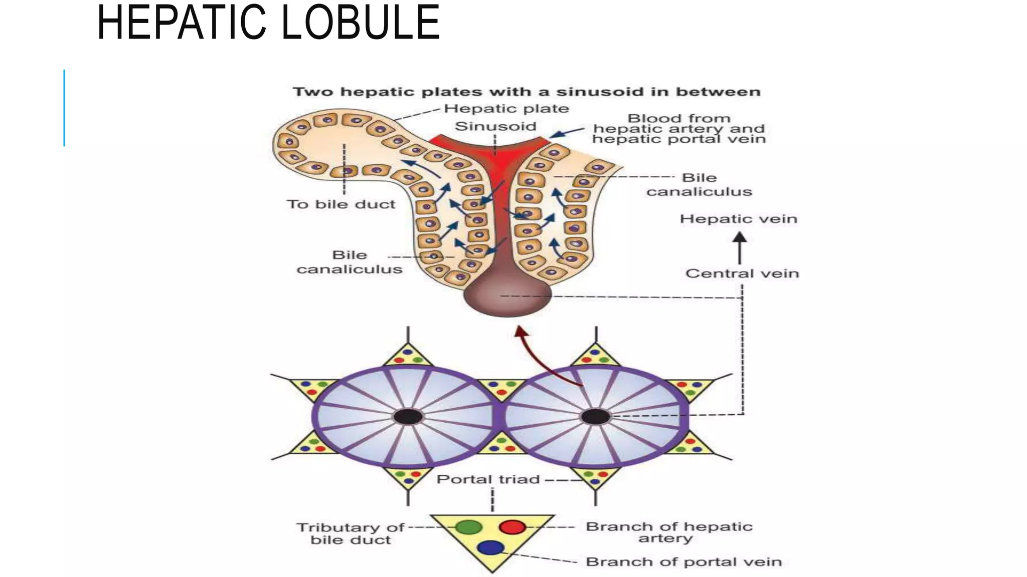 HEPATIC LOBULE
 