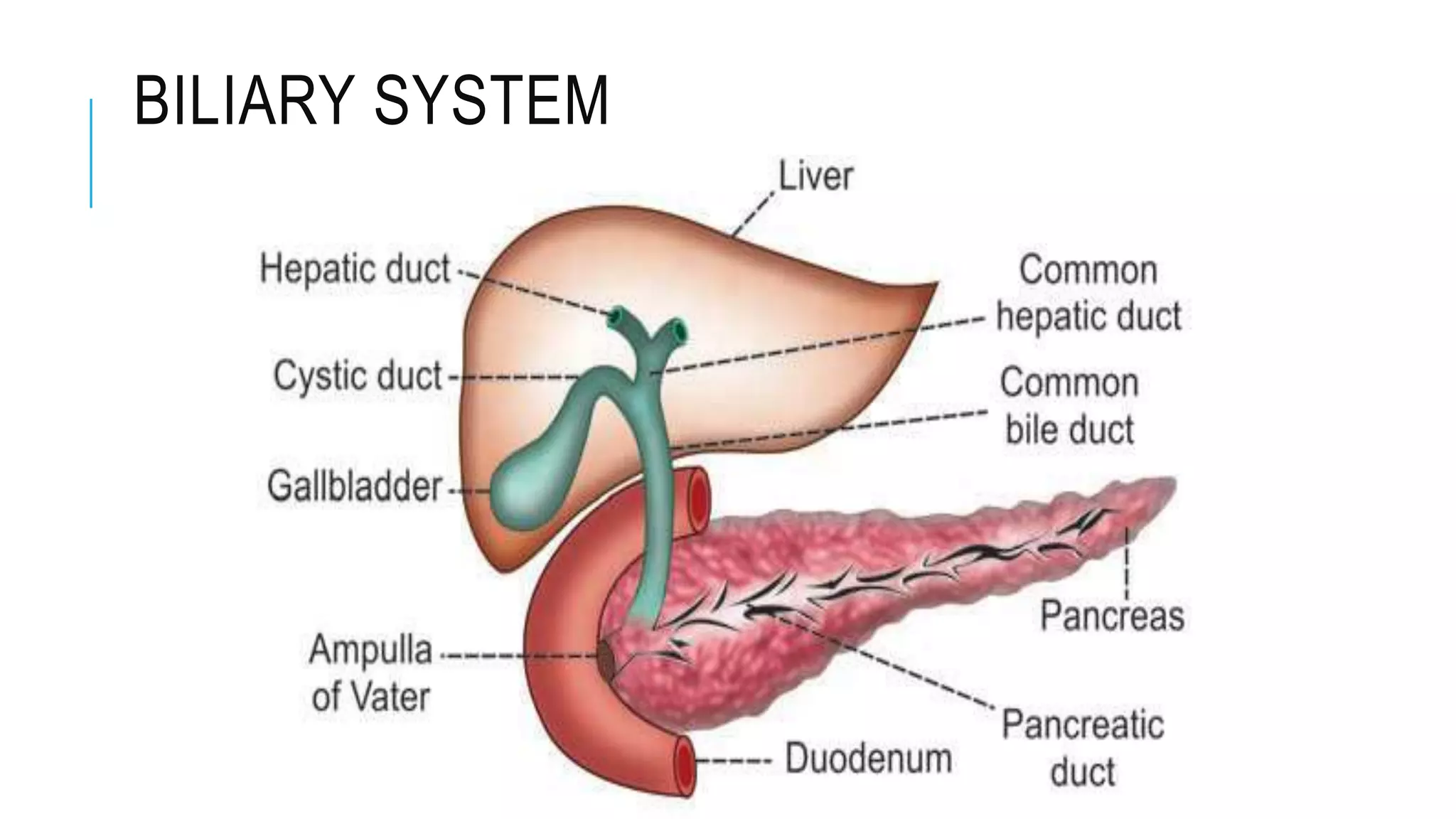 BILIARY SYSTEM
 