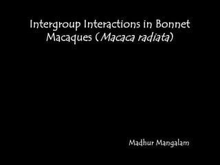 Intergroup Interactions in Bonnet Macaques (Macaca radiata) Madhur Mangalam 