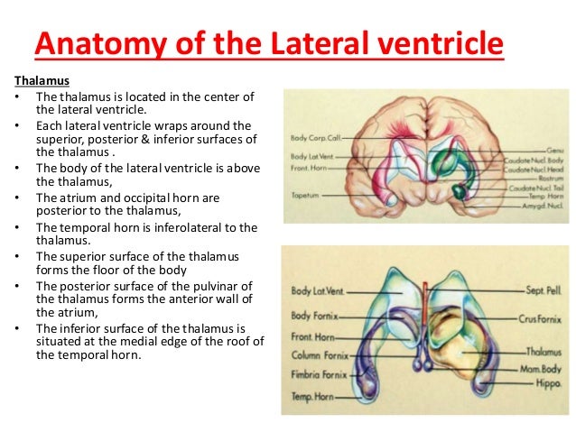 Third Ventricle Anatomy The Ventricular System Of The Brain. CSF