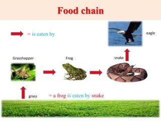 Food chain
= is eaten by
Grasshopper Frog snake
eagle
grass = a frog is eaten by snake
 