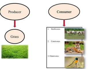 ConsumerProducer
1. Herbivores
2. Carnivores
3. Omnivores
Grass
 