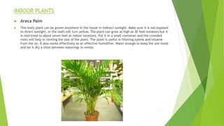 INDOOR PLANTS
 Areca Palm
 This leafy plant can be grown anywhere in the house in indirect sunlight. Make sure it is not exposed
to direct sunlight, or the leafs will turn yellow. The plant can grow as high as 30 feet outdoors but it
is restricted to about seven feet at indoor locations. Put it in a small container and the crowded
roots will help in limiting the size of the plant. The plant is useful in filtering xylene and toluene
from the air. It also works effectively as an effective humidifier. Water enough to keep the soil moist
and let it dry a little between waterings in winter.
 