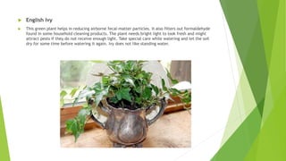  English Ivy
 This green plant helps in reducing airborne fecal-matter particles. It also filters out formaldehyde
found in some household cleaning products. The plant needs bright light to look fresh and might
attract pests if they do not receive enough light. Take special care while watering and let the soil
dry for some time before watering it again. Ivy does not like standing water.
 