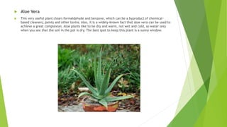  Aloe Vera
 This very useful plant clears formaldehyde and benzene, which can be a byproduct of chemical-
based cleaners, paints and other toxins. Also, it is a widely-known fact that aloe vera can be used to
achieve a great complexion. Aloe plants like to be dry and warm, not wet and cold, so water only
when you see that the soil in the pot is dry. The best spot to keep this plant is a sunny window.
 