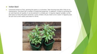  Indian Basil
 Commonly known as Tulsi, growing this plant is a no-brainer. Seen thriving even after little-to-no
maintenance, this plant has a number of medicinal properties. In addition, it helps in purifying the
air and improves air quality. It can be planted in a simple pot. It requires regular sunlight, so the
best place to keep this plant would be a sunny window. All you need to do is water it regularly (but
be sure not to over-water) and watch it thrive.
 