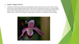  Ladies’ Slipper Orchid
 This plant will definitely bring that missing aesthetic vibe to any dull corner of your house. These
orchids have unusual slipper-shaped flowers that bloom from between two leaves. It has dark green
leaves which add to the beauty of the plant. Special care should be taken while watering this plant.
If your water is chemically treated, allow it to sit for a few days in a container before using it.
Water it once a week. Place the plant in shade where the plant is not exposed to direct sunlight.
 