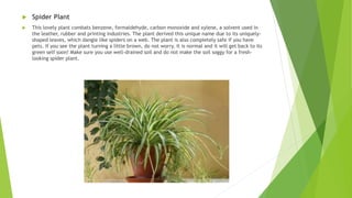  Spider Plant
 This lovely plant combats benzene, formaldehyde, carbon monoxide and xylene, a solvent used in
the leather, rubber and printing industries. The plant derived this unique name due to its uniquely-
shaped leaves, which dangle like spiders on a web. The plant is also completely safe if you have
pets. If you see the plant turning a little brown, do not worry. It is normal and it will get back to its
green self soon! Make sure you use well-drained soil and do not make the soil soggy for a fresh-
looking spider plant.
 